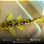Cascudo L082 (Opal Spot Pleco) 12-16cm - Imagem 1