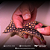 Cascudo L082 (Opal Spot Pleco) 12-16cm - Imagem 3