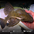 Cascudo Panaque (Panaque ambrusteri) 30-35cm - Imagem 2