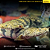 Polypterus Endlicheri 41-45cm - Imagem 1