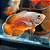 Oscar Red Ruby Albino 10-15cm - Imagem 1