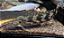 Polypterus Hibrído "Lappen" 6-9cm - Imagem 1