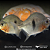 Pacu Cadete (Myleus schomburgkii) 10-15cm - Imagem 5