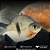 Pacu Cadete (Myleus schomburgkii) 10-15cm - Imagem 4