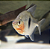 Pacu Cadete (Myleus schomburgkii) 10-15cm - Imagem 6