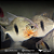 Pacu Cadete (Myleus schomburgkii) 10-15cm - Imagem 2