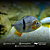 Pacu Cadete (Myleus schomburgkii) 8-12cm - Imagem 1