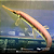 Longnose gar (Lepsosteus osseus) 25-30cm - Imagem 2