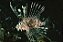 Peixe Leão 8-14cm(Lion Fish) - Imagem 3