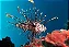 Peixe Leão 8-14cm(Lion Fish) - Imagem 1