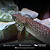 Polypterus Ornatipinnis / Ornatus 16-20cm - Imagem 1