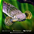Polypterus Ornatipinnis / Ornatus 12-17cm - Imagem 1