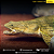 Polypterus Endlicheri WC 45-50cm - Imagem 3