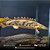 Polypterus Endlicheri WC 45-50cm - Imagem 2