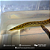 Moreias Tyretrack 20-25cm - Imagem 1