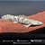 Polypterus Endlicheri 20-25cm (Padrão Unico) - Imagem 4