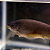 Faca Negro 11-14cm - Imagem 2
