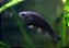 Faca Negro 8-11cm - Imagem 1