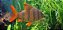 Distichodus Sexfaciatus 5-8cm - Imagem 4