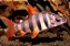 Distichodus Sexfaciatus 5-8cm - Imagem 1