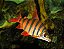 Distichodus Sexfaciatus 5-8cm - Imagem 3