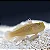 Yellow Watchman cinza 8-12cm - Imagem 1