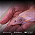 Jundiá Albino 17-22cm - Imagem 2