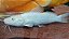 Jundiá Albino 4-7cm - Imagem 1