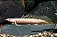 Poly Senegalus Albino longfinn especial 14-18cm - Imagem 1