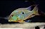 Geophagus Altifrons 12-16cm - Imagem 1