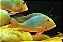 Geophagus altifrons 4-7cm - Imagem 1