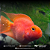 Papagaio Peach 8-11cm - Imagem 1