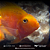 Papagaio Peach 8-11cm - Imagem 5