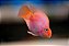 Papagaio Purple 12-16cm - Imagem 1