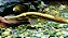 Farlowella 18-22cm (Sturisoma rostratum) - Imagem 1