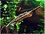 Farlowella 18-22cm (Sturisoma rostratum) - Imagem 4