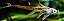 Farlowella 18-22cm (Sturisoma rostratum) - Imagem 3