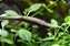 Farlowella 18-22cm (Sturisoma rostratum) - Imagem 2