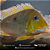 Geophagus Xingu 12-16cm - Imagem 1