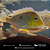 Geophagus Xingu 12-16cm - Imagem 2