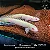 Polypterus Senegalus Albino 5-6cm - Imagem 3
