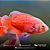 Oscar Super Red 5-9cm - Imagem 1