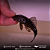 Pseudancistrus Genisetiger 5-8cm - Imagem 2