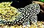 Pseudancistrus Genisetiger 5-8cm - Imagem 1