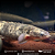 Polypterus Senegalus Marble 17-22cm - Imagem 3