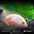 Papagaio White 7-10cm - Imagem 4