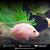 Papagaio White 7-10cm - Imagem 2