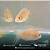 Papagaio White 1,5-3cm - Imagem 2