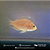 Papagaio White 1,5-3cm - Imagem 1