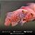 Oscar Albino Red Tiger (Padrão AA) 9-14cm - Imagem 1